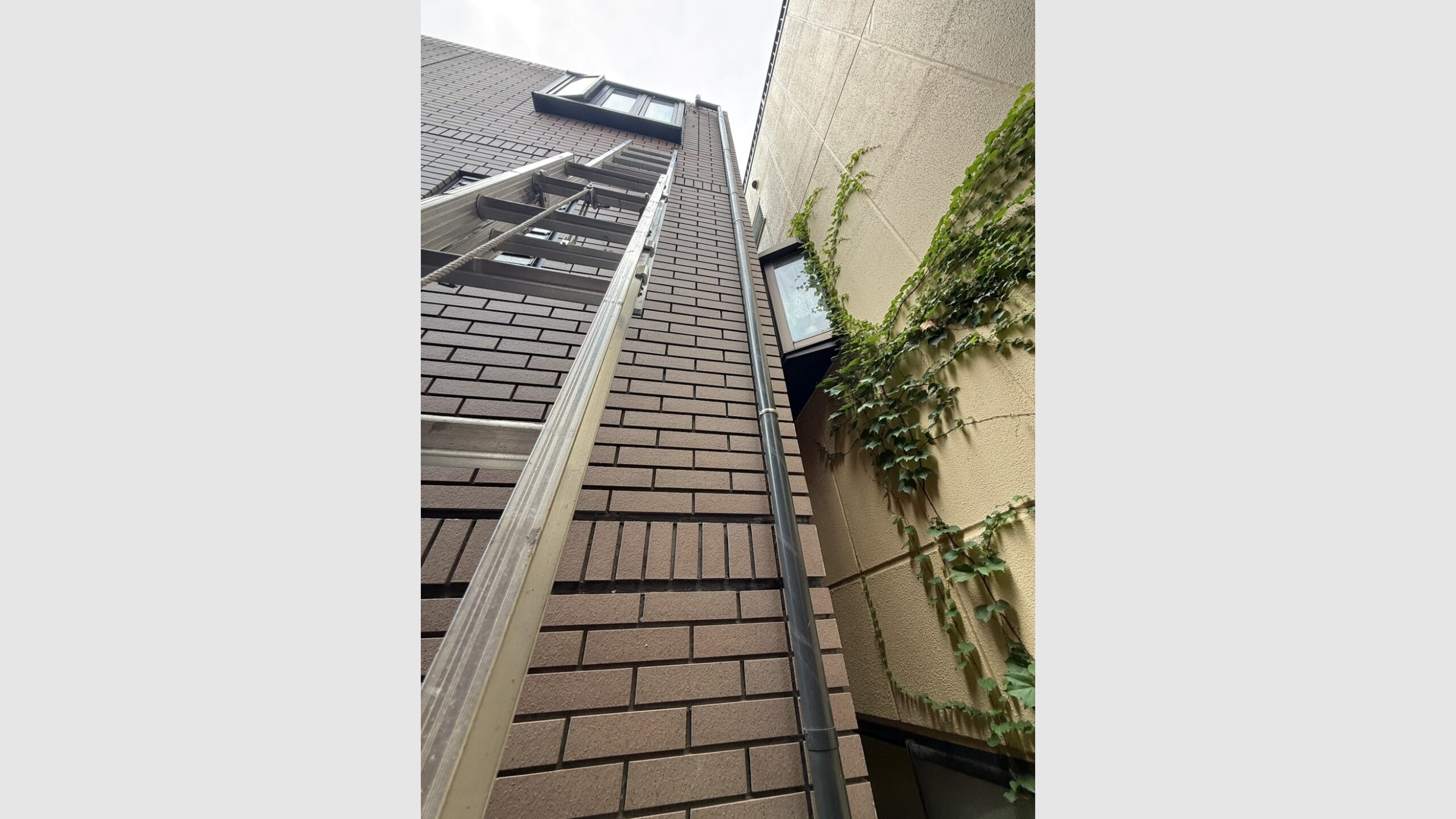 壁一面のツタ撤去工事